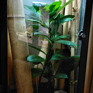 Standing's day gecko exhibit