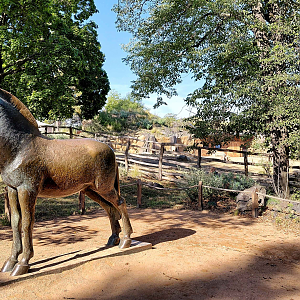 Gobi - Pzrewalski's horse statue