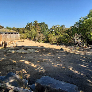 Gobi - Przewalski's horse exhibit