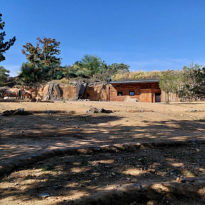 Gobi - Przewalski's horse exhibit