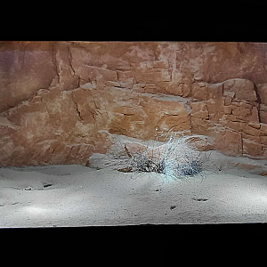 Gobi - Mixed reptile exhibit