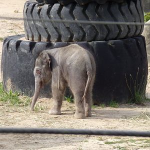Rita Jean (Asian Elephant Calf), 2 weeks old