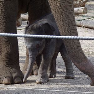 Rita Jean (Asian Elephant Calf), 2 weeks old