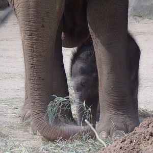 Rita Jean (Asian Elephant Calf), 2 weeks old