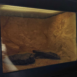 Gobi - Scorpion exhibit