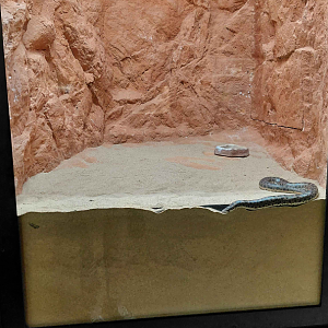Gobi - Tartar sand boa exhibit