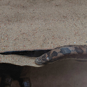 Gobi - Tartar sand boa exhibit