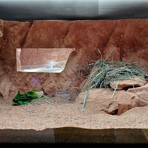 Gobi - Mongolian gerbil exhibit