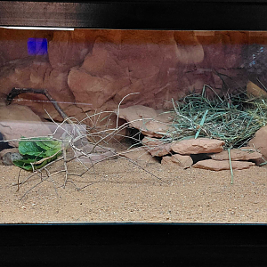 Gobi - Steppe lemming exhibit