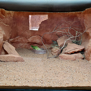 Gobi - Roborovski desert hamster exhibit