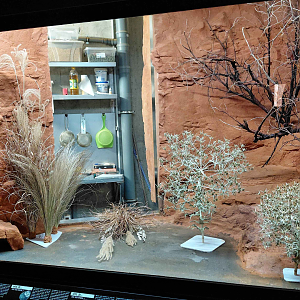 Gobi - hedgehog exhibit (before)