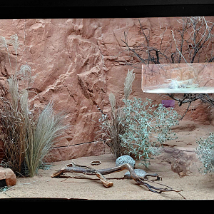 Gobi - hedgehog exhibit (after)