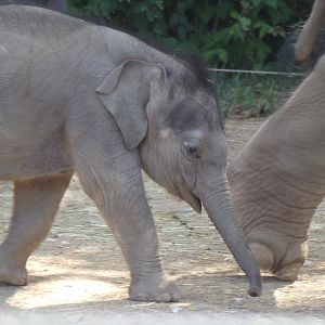Rita Jean (Asian Elephant Calf), 5 weeks old