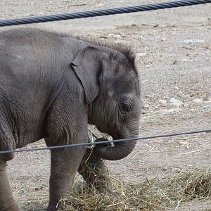 Rita Jean (Asian Elephant Calf), 5 weeks old