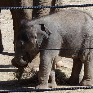 Rita Jean (Asian Elephant Calf), 5 weeks old