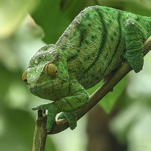 Parson's chameleon : Chester Zoo : 06 Sep 2025