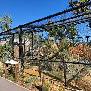 Gobi - Pallas's cat exhibit