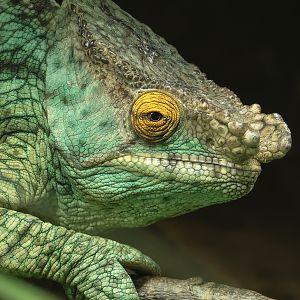 Parson's chameleon : Chester Zoo : 06 Sep 2025