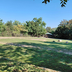Bactrian camel exhibit