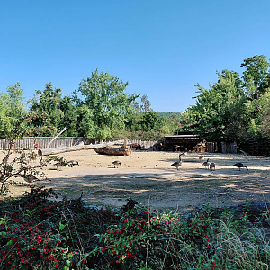 American bison exhibit