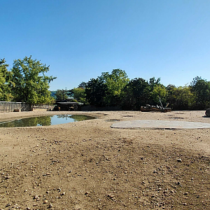 American bison exhibit