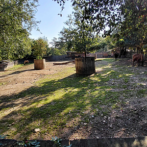 European bison exhibit