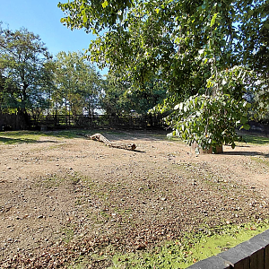 European bison exhibit