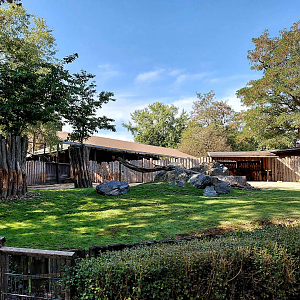 Mishmi takin exhibit
