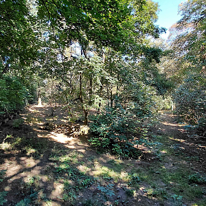 Eurasian wolf exhibit