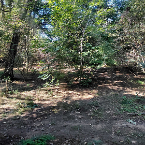 Eurasian wolf exhibit