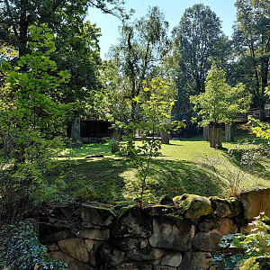 Lowland anoa exhibit