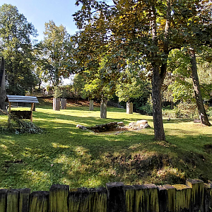 Lowland anoa exhibit