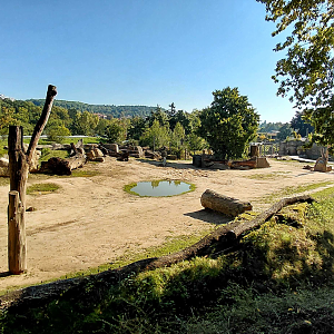 Asian elephant outdoor exhibit