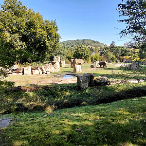 Asian elephant outdoor exhibit