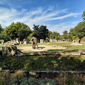 Asian elephant outdoor exhibit