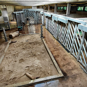 Asian elephant indoor exhibit