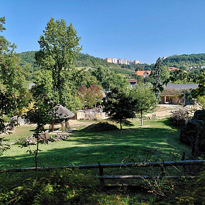Mhorr gazelle exhibit