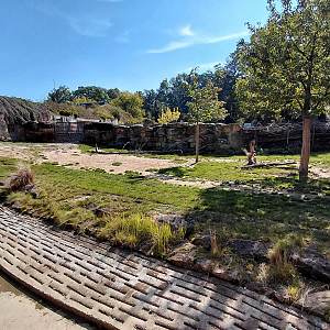 Mhorr gazelle exhibit