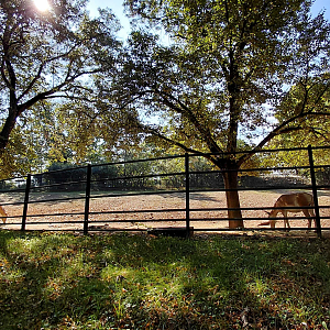 Turkmenian kulan exhibit