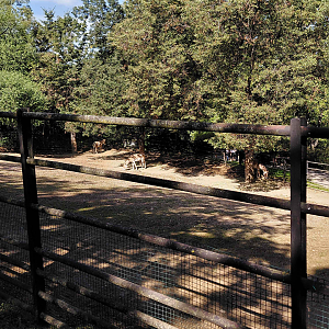 Turkmenian kulan exhibit