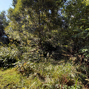 White-nosed coati exhibit