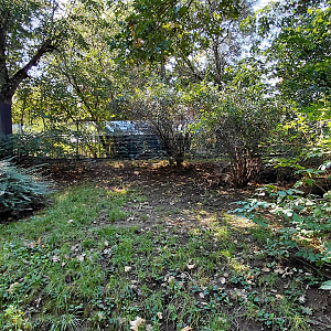 White-nosed coati exhibit