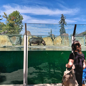 Hippo exhibit