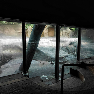 Hippo indoor exhibit