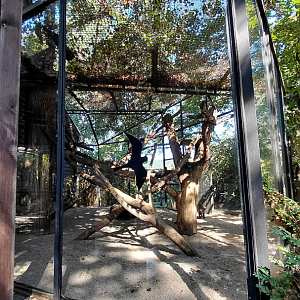 Tayra outdoor exhibit