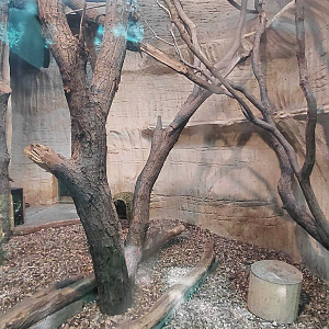 Jaguarundi indoor exhibit