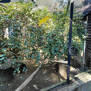 Jaguarundi outdoor exhibit