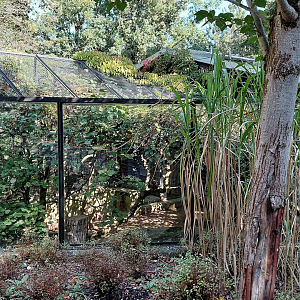 Jaguarundi outdoor exhibit
