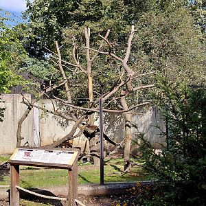 Cuban hutia outdoor exhibit