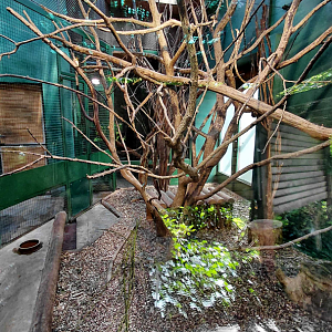 Cuban hutia indoor exhibit